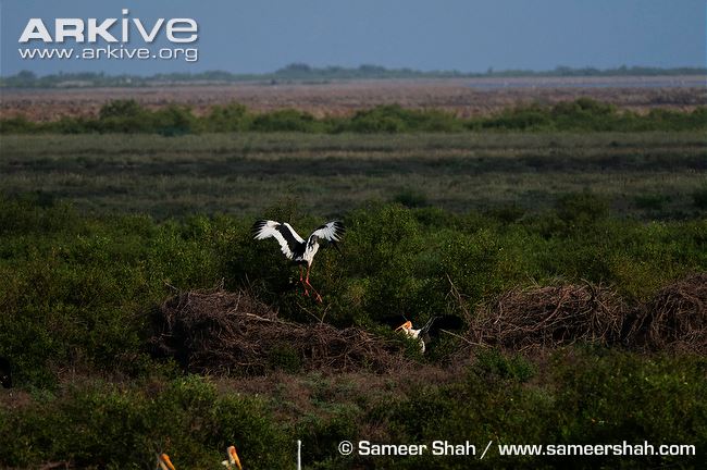 Black-necked stork contesting a painted stork