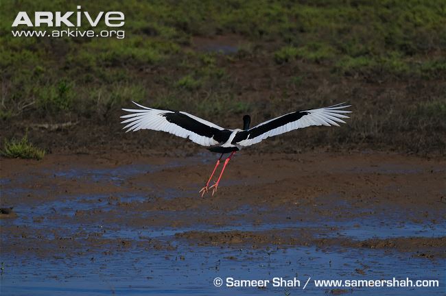 Black-necked stork in flight, posterior view