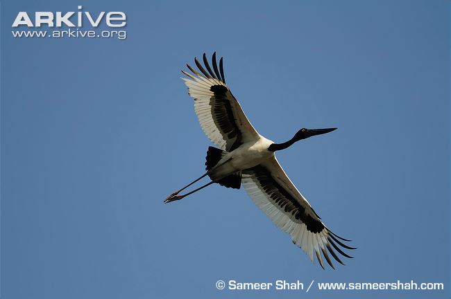 Black-necked stork in flight, ventral view