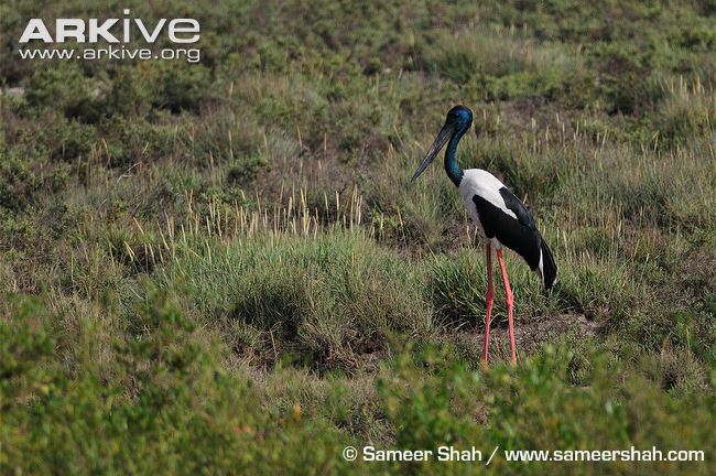 Black-necked stork