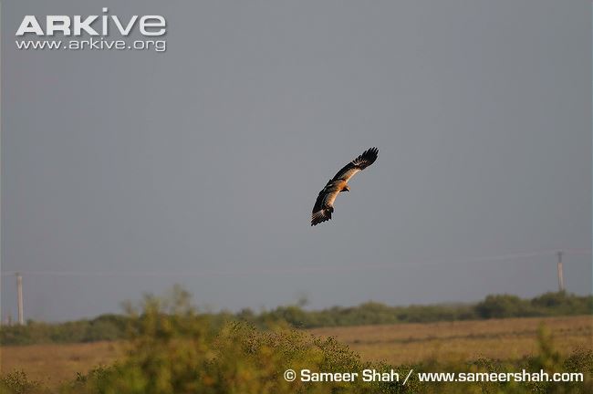 Greater spotted eagle (light form) flying over field