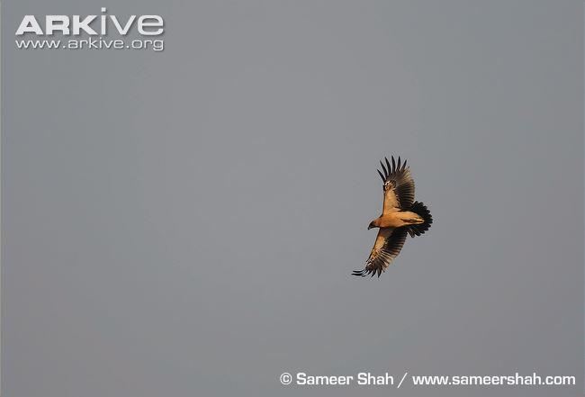 Greater spotted eagle (light form) in flight