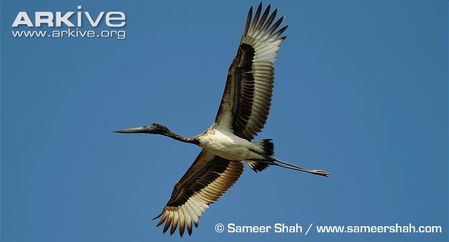 Immature black-necked stork in flight, ventral view