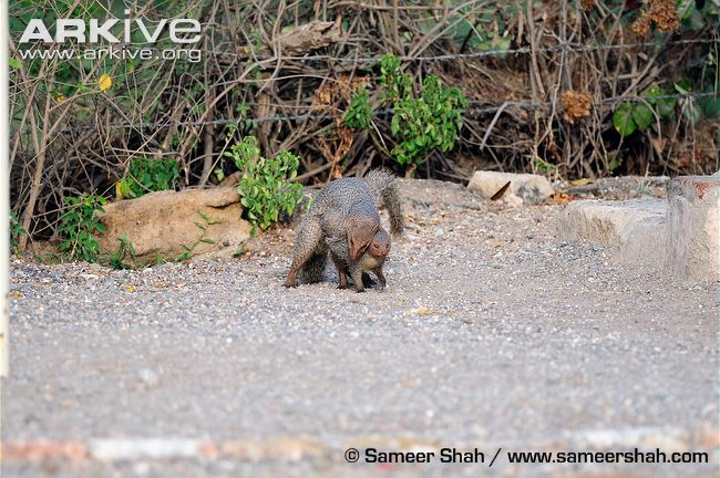 Indian grey mongooses copulating