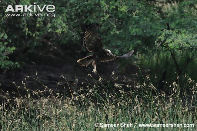 Marsh harrier hunting above field