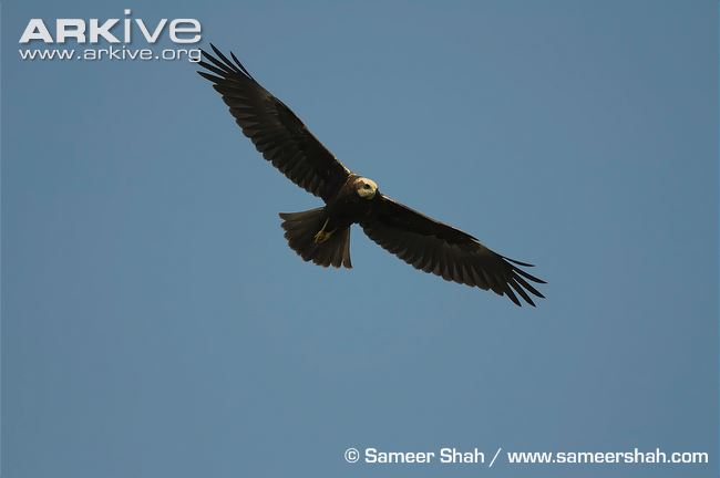  Marsh harrier in flight