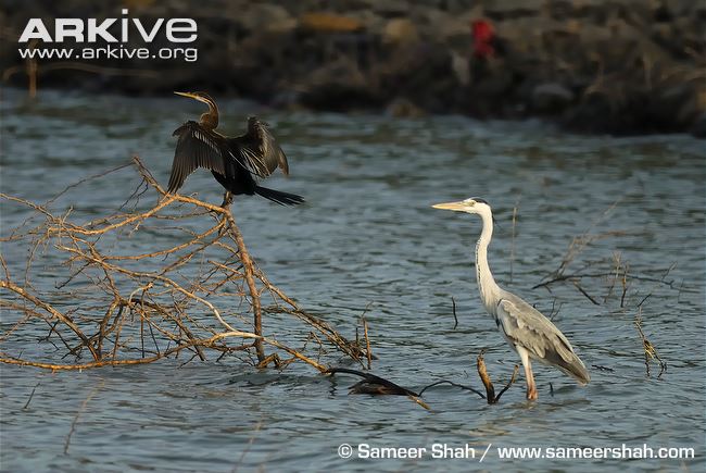 Oriental darter drying wings near grey heron