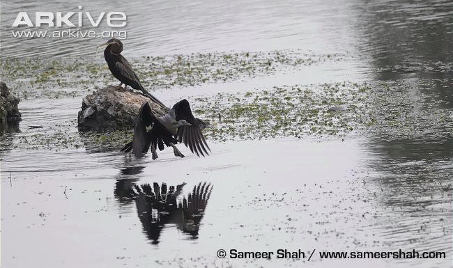 Oriental darter flying above water