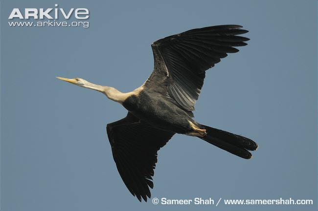 Oriental darter in flight, gliding