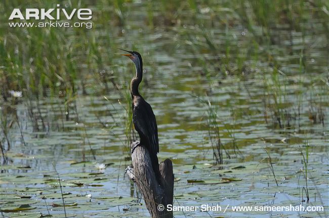 Oriental darter taking air in and vibrating skin around bill